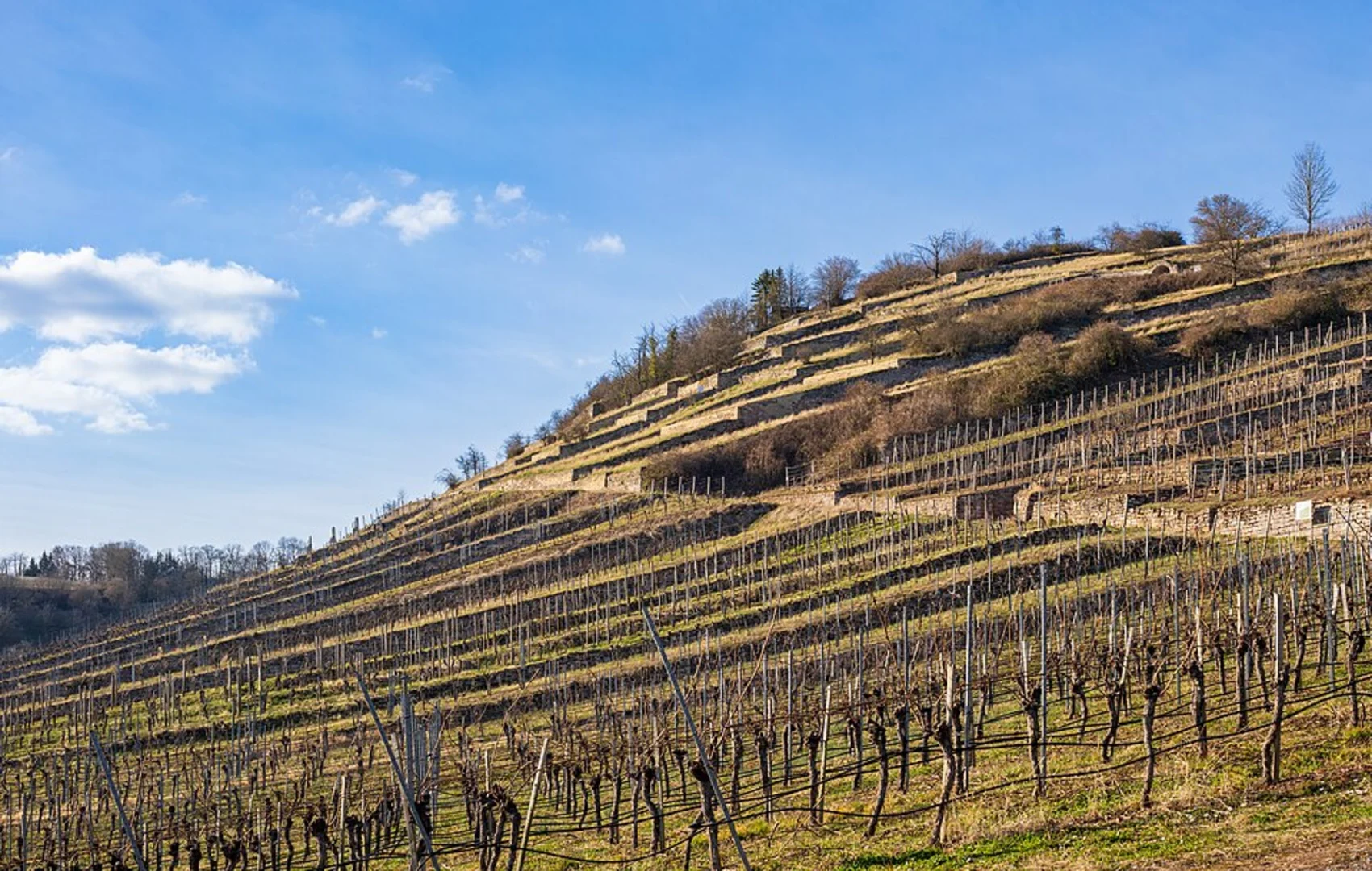 An image depicting the trail Freudental Sachsenheim via Besen and Sachsenheim and its surrounding area.
