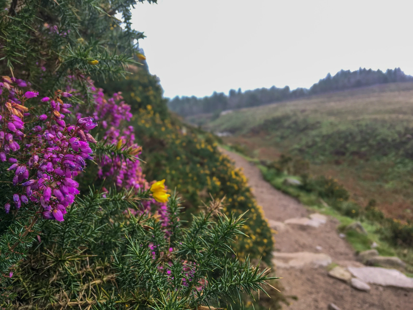 An image depicting the trail Glenafelly Forest Recreation Area - Eco Walk and its surrounding area.