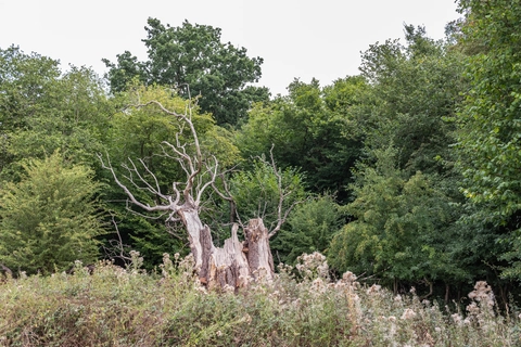 Mark O Hatfield Trail