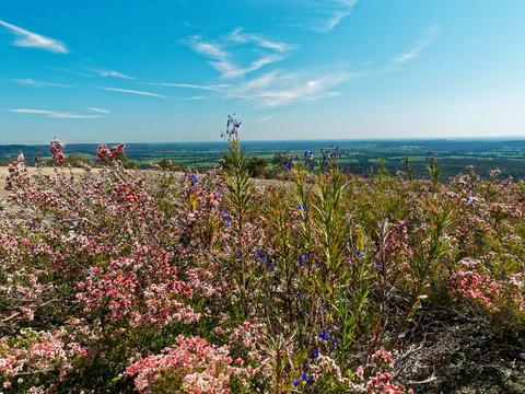 An image depicting the trail Mount Pilot Trail and its surrounding area.