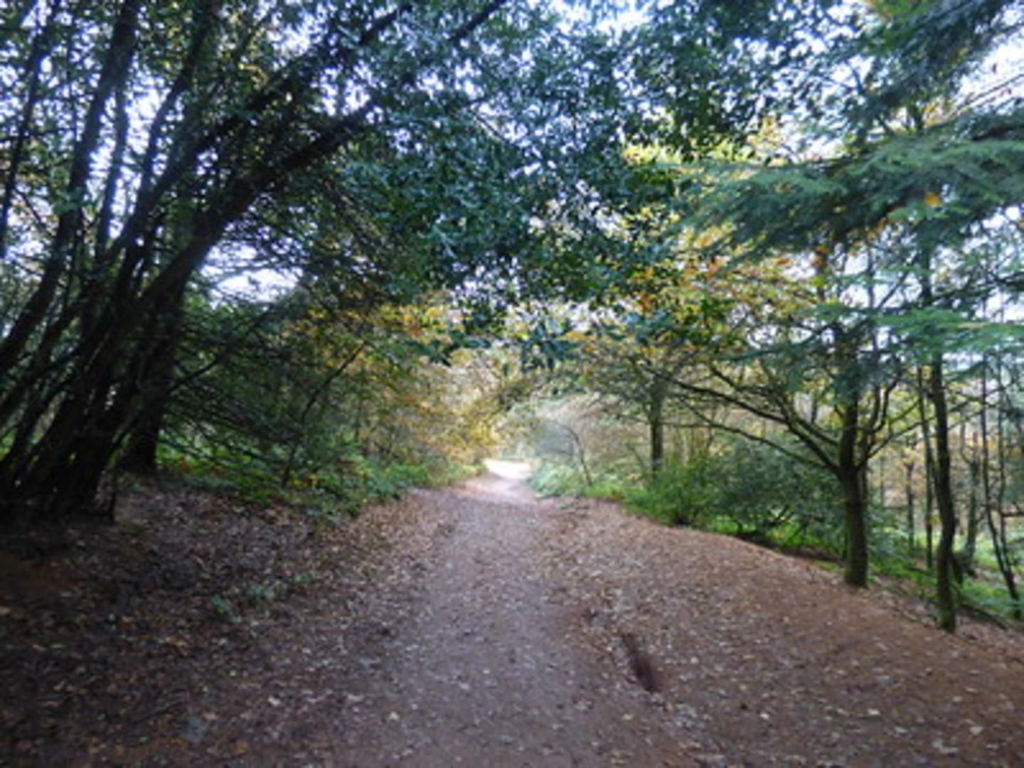 An image depicting the trail The Toposcope and Beacon Hill Walk - Lickey Hills and its surrounding area.