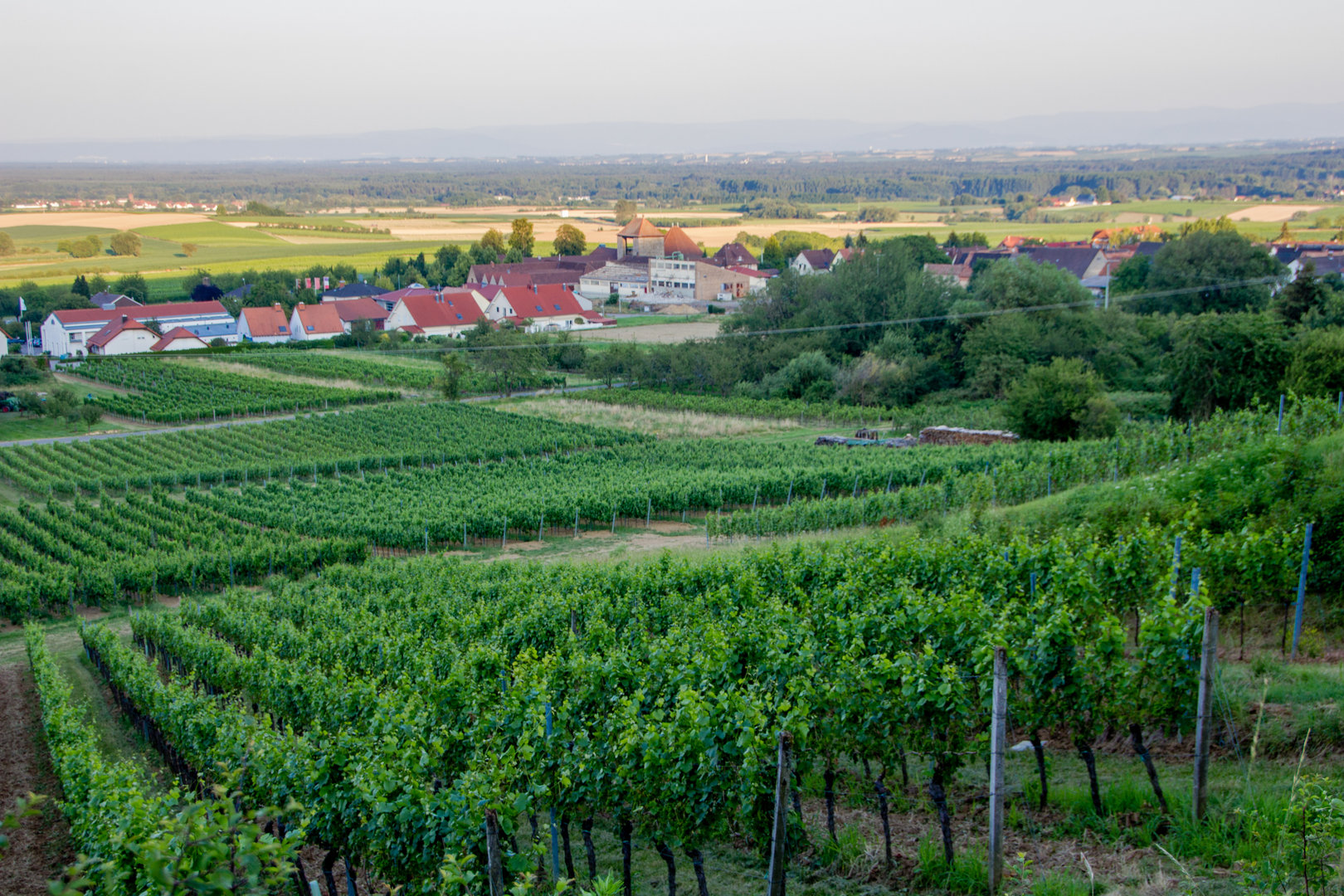 An image depicting the trail Pfälzer Weinsteig and its surrounding area.