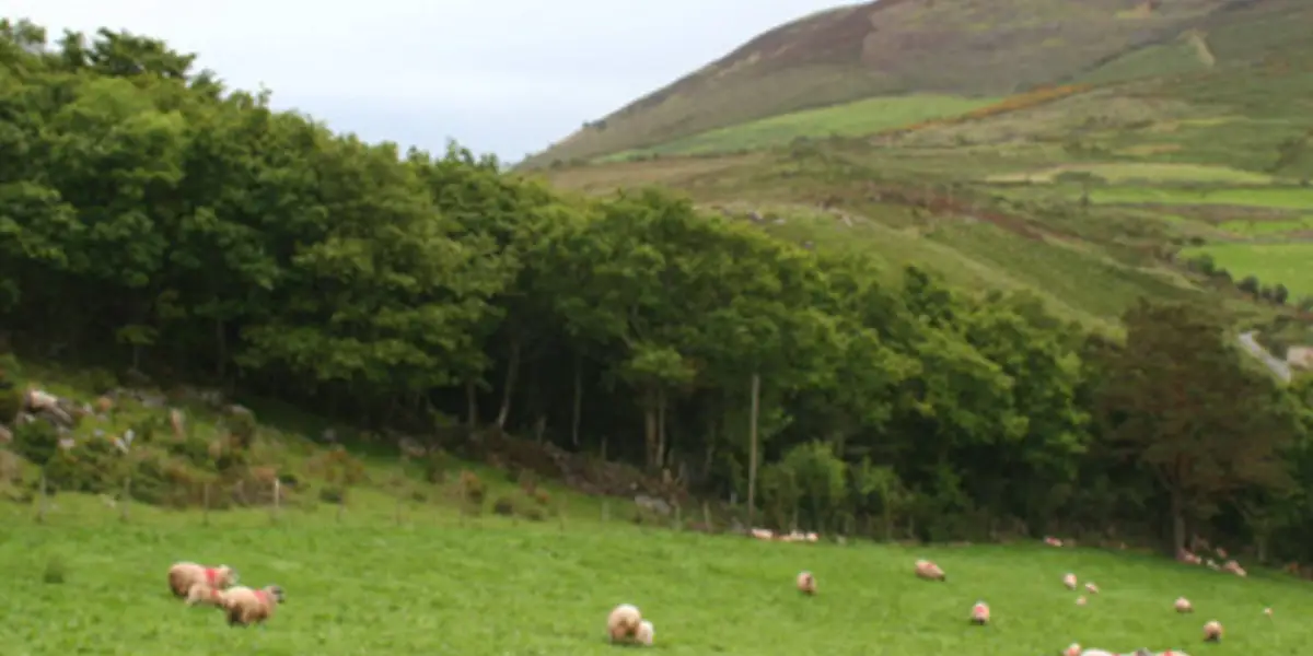 Strickeen via Killarney