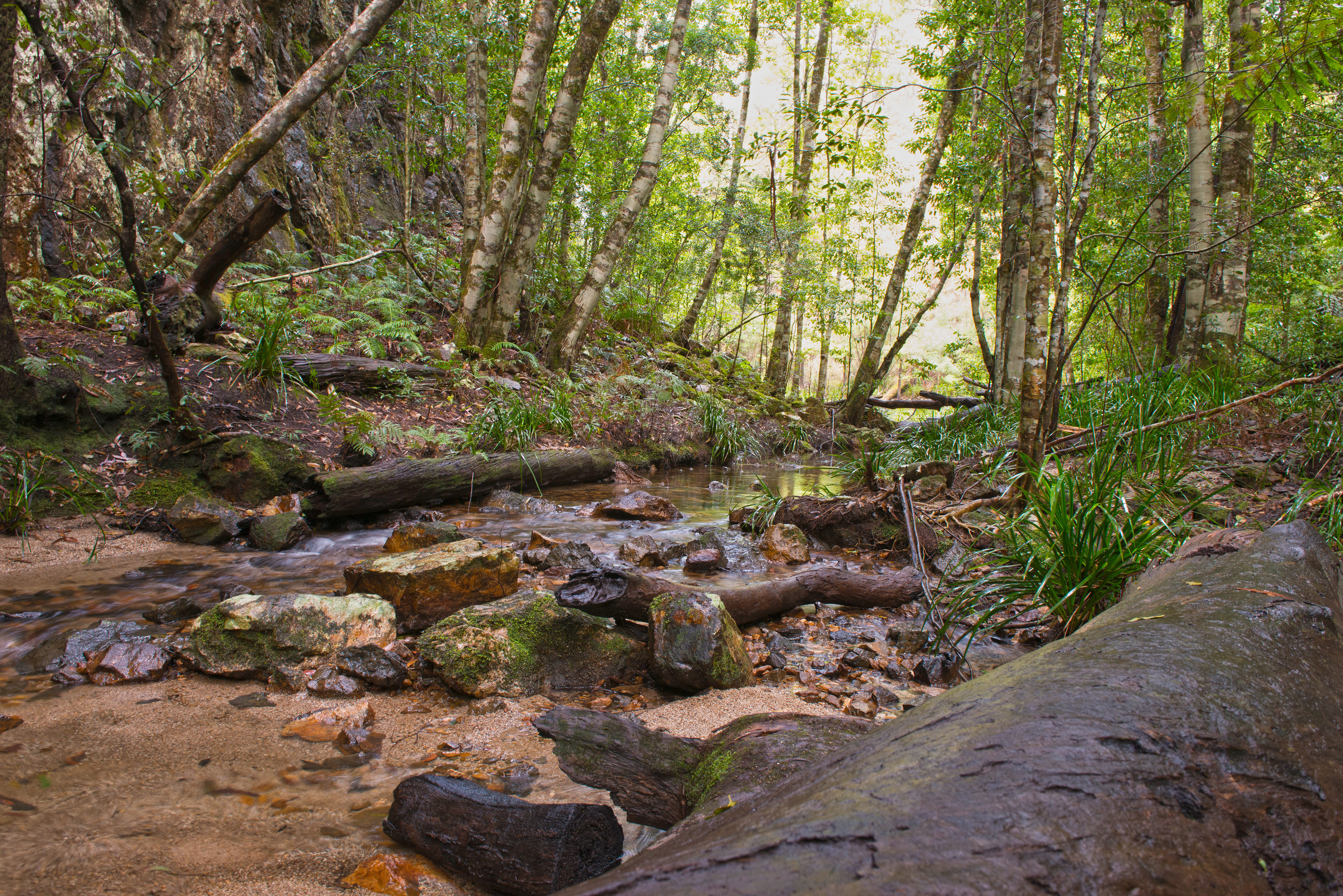 An image depicting the trail Butterleaf National Park and its surrounding area.