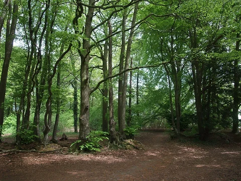 An image depicting the trail Farley Mount Country Park Loop and its surrounding area.