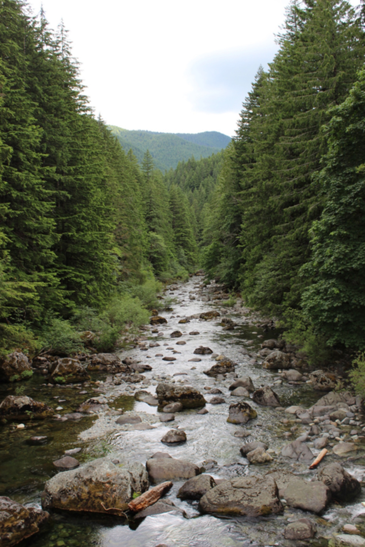 An image depicting the trail Little North Santiam Trail and its surrounding area.