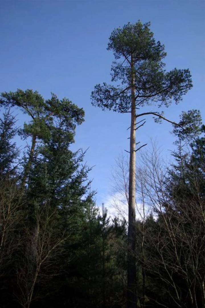 An image depicting the trail Wykeham Forest Loop - Wrench Green and its surrounding area.