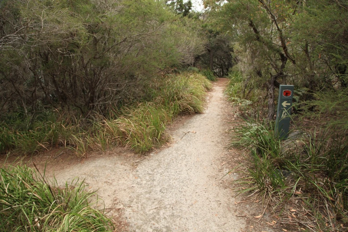 Scribbly Gum Track