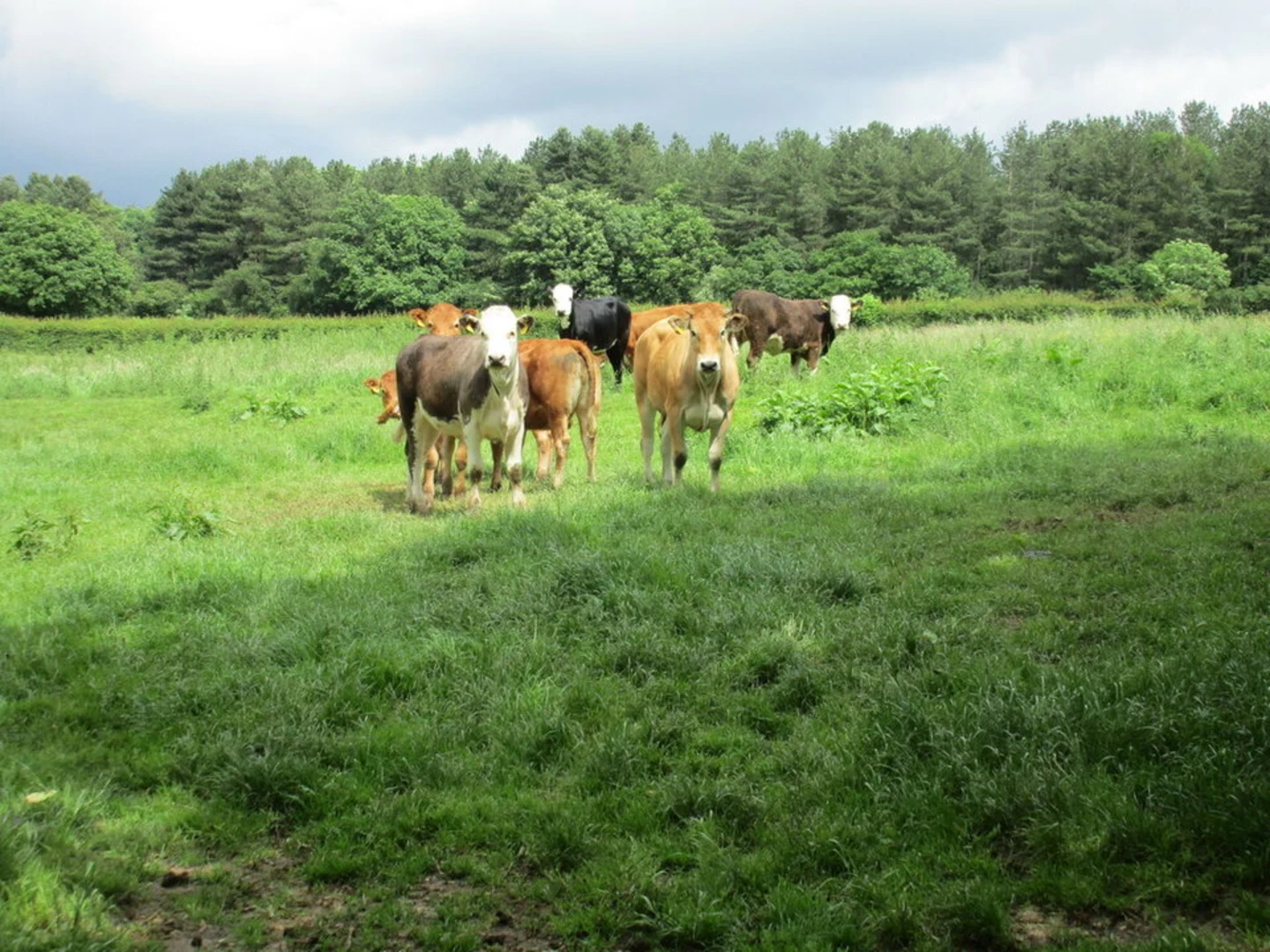 An image depicting the trail Hazelborough Wood and its surrounding area.