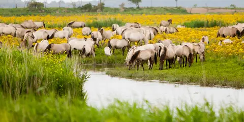 An image depicting the trail Pionierspad and its surrounding area.