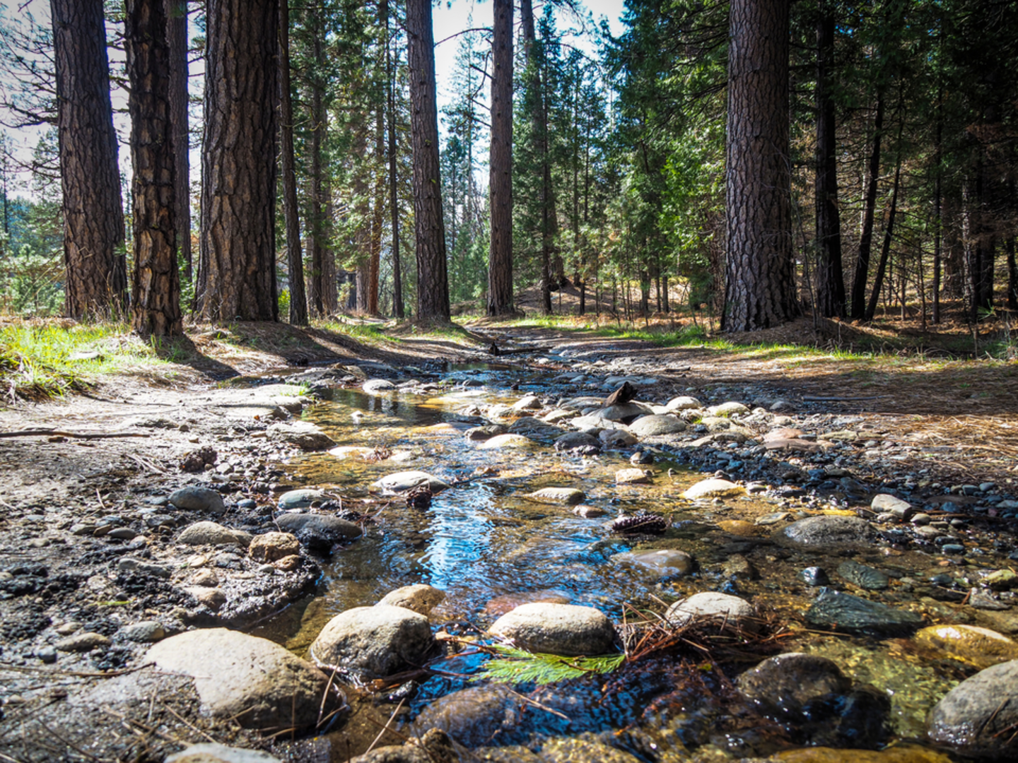 An image depicting the trail Wawona Meadow Loop Trail and its surrounding area.