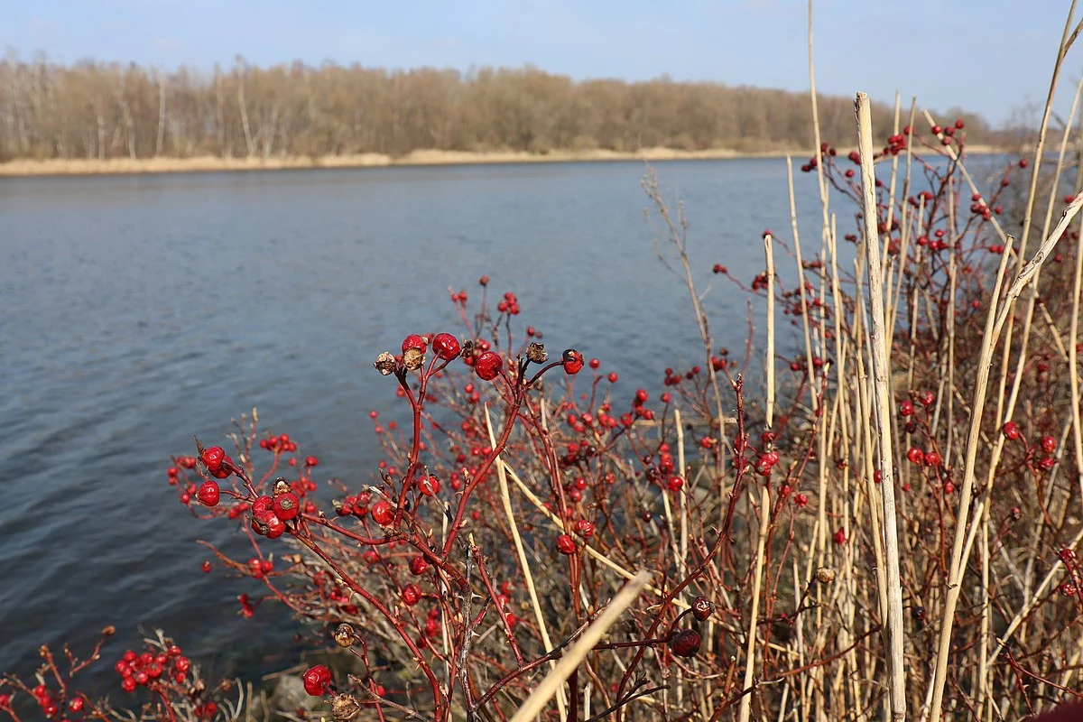 Große Lagune via Schwarzer Weg and Mövenstieg