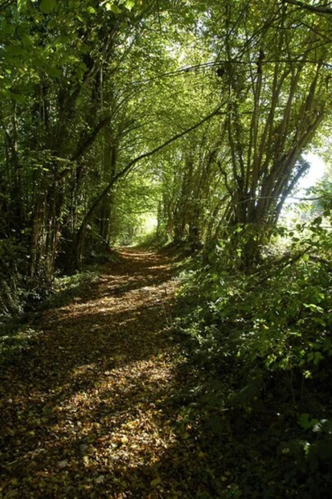 An image depicting the trail North Malvern, Longley Green and Alfrick Pound Loop and its surrounding area.