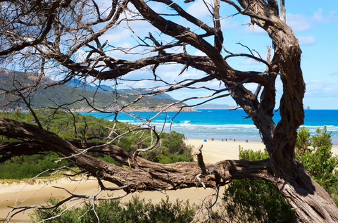 Squeaky Beach Pillar Point Norman Bay Trail