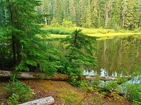 An image depicting the trail Hemlock Remote Camp Trail and its surrounding area.