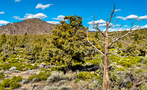 An image depicting the trail Bull Meadows and Campbell Lake via Shackelford Creek Trail and its surrounding area.