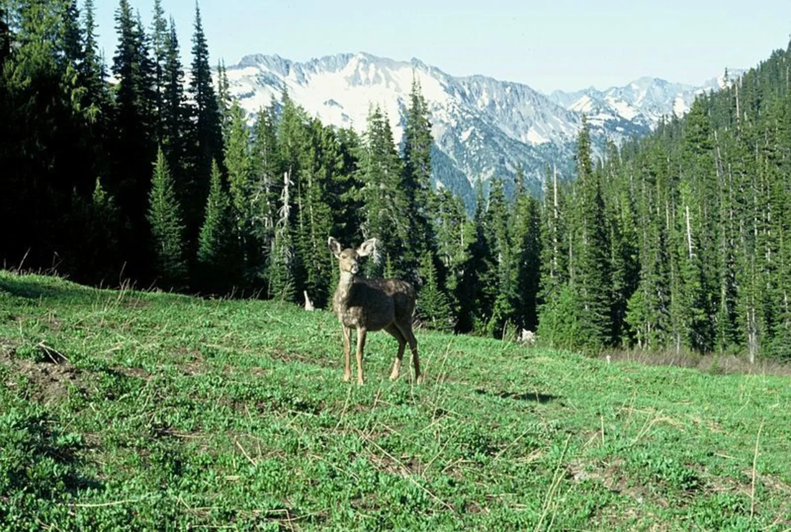 An image depicting the trail Dosewallips River via Dosewallips Road Trail and its surrounding area.