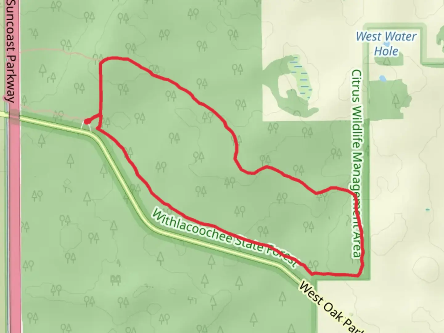 An image depicting the trail Withlacoochee State Forest Citrus Wildlife Management Area Oak Park North Loop Trail and its surrounding area.