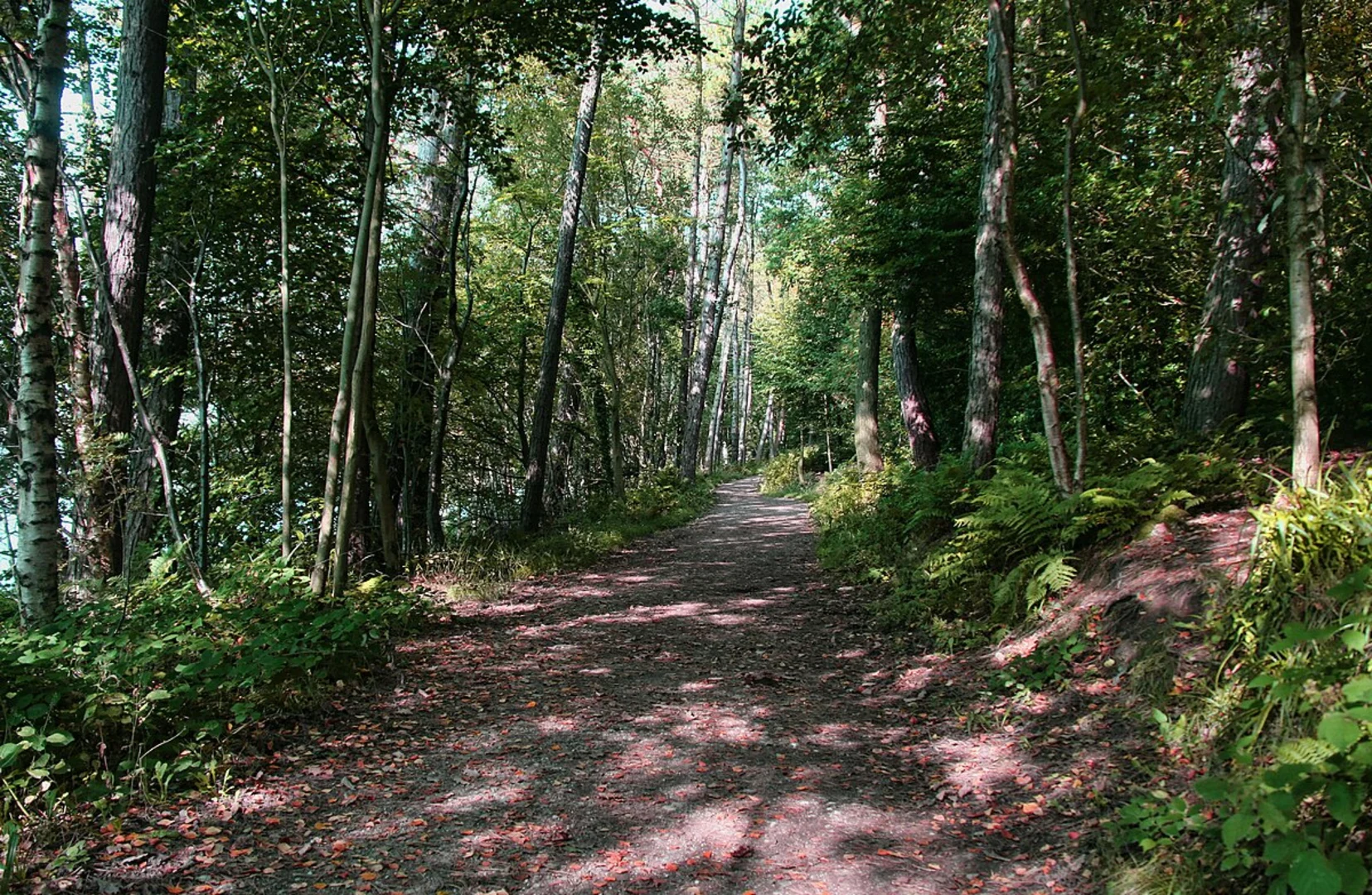 An image depicting the trail River Roddlesworth Streamside Walk and its surrounding area.