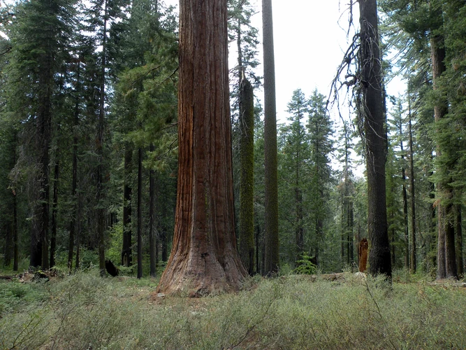 Tioga Pass Road and Old Big Oak Flat Road Loop