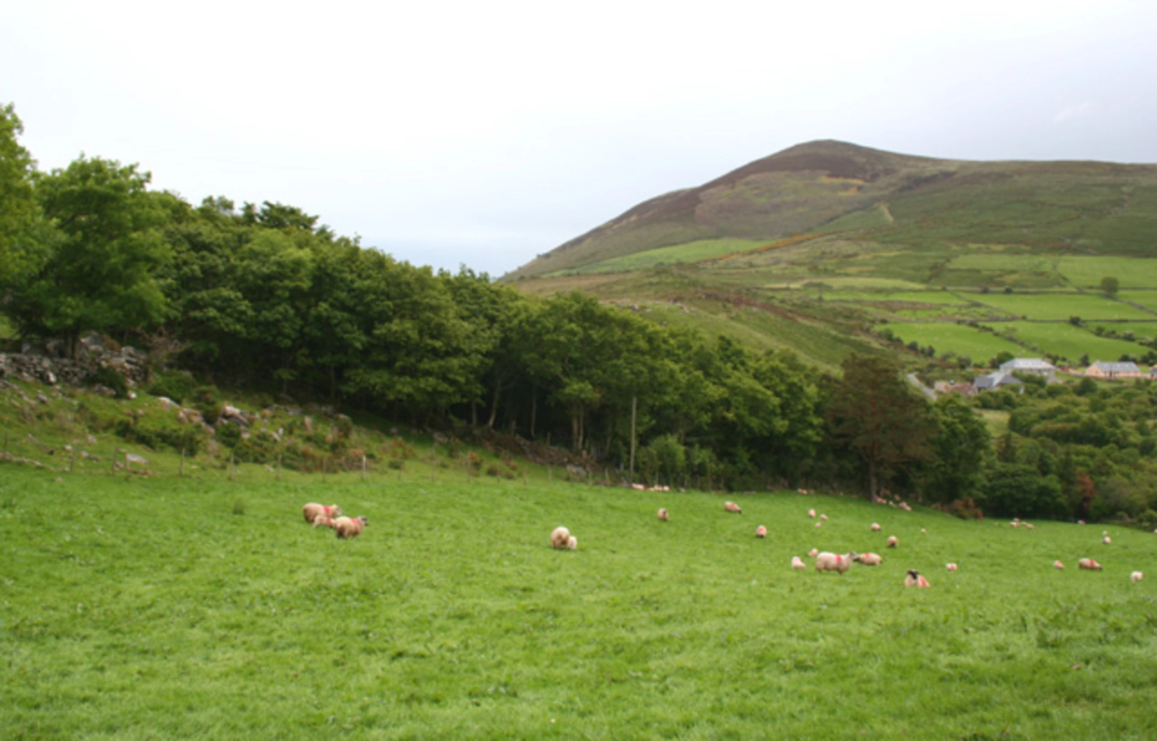 An image depicting the trail Strickeen via Killarney and its surrounding area.