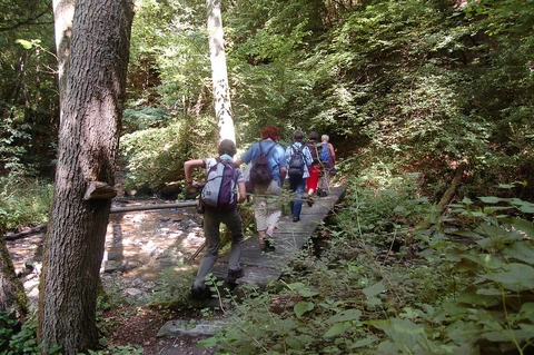 An image depicting the trail Barreterlei and Frankweiler Bach via Traumschleife Baybachklamm and Baybachtal-Weg and its surrounding area.