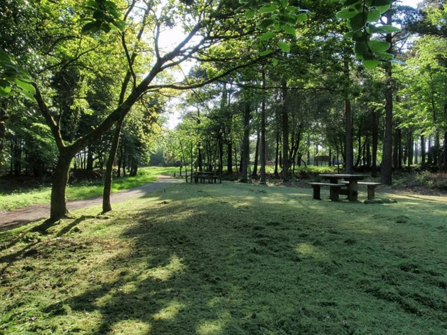 An image depicting the trail Tower Wood and Haldon Plantation Loop and its surrounding area.