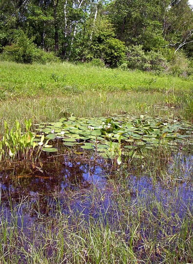 An image depicting the trail Breede Water and Waterbosch Loop and its surrounding area.