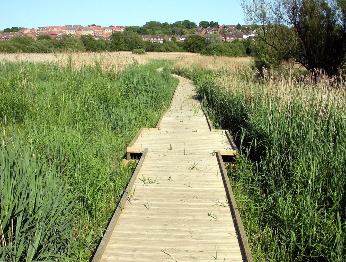 An image depicting the trail Filsham Reedbeds Nature Reserve, Sussex Wildlife Trust Loop and its surrounding area.