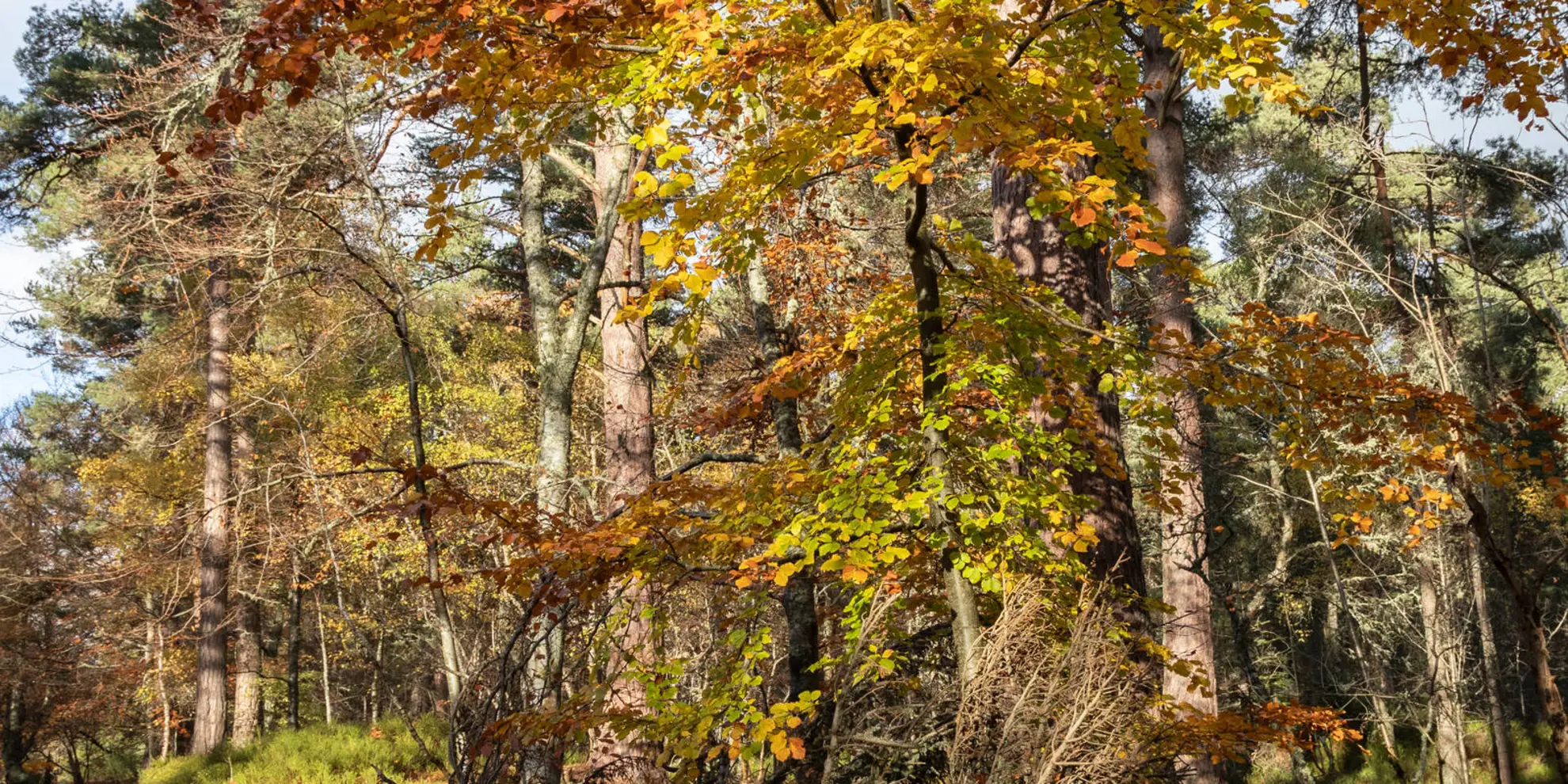 An image depicting the trail Anagach Woods Trail - Anagach Red Trail and its surrounding area.