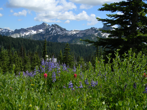 An image depicting the trail Fifes Ridge Trail and its surrounding area.