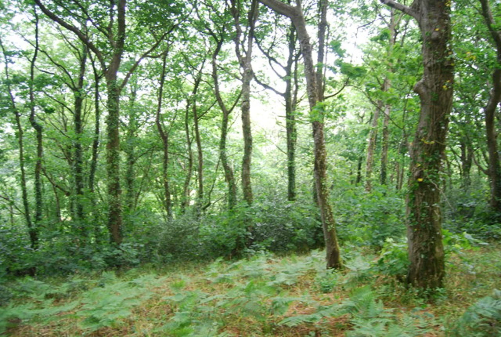 An image depicting the trail Widewell Plantation and Lower Ley Walk and its surrounding area.