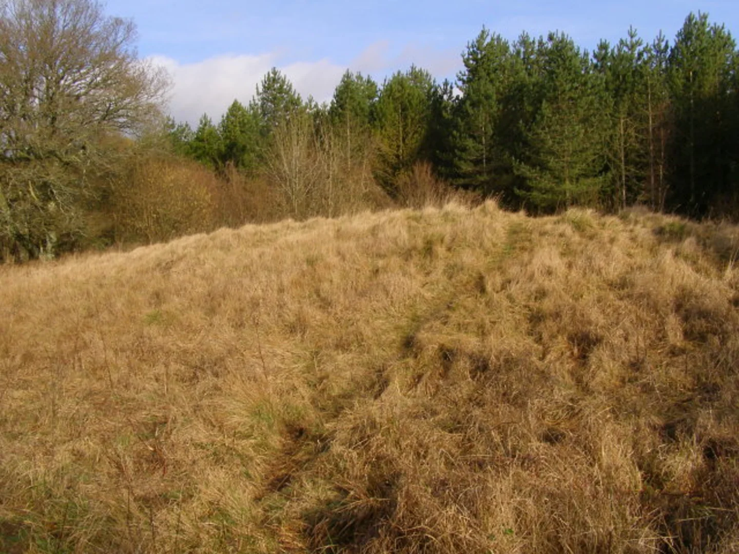An image depicting the trail Hill Copse, Chettle Head Copse and Cow Down Hill Loop and its surrounding area.