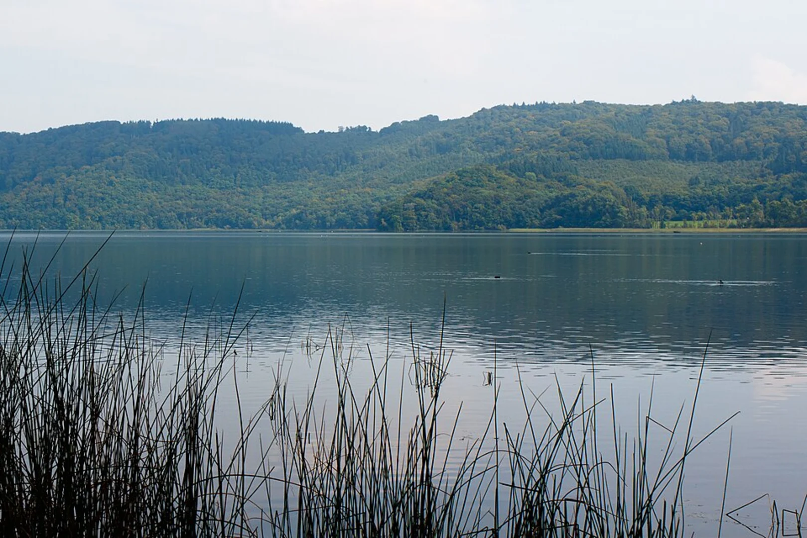 An image depicting the trail Mofette and Laacher See Loop and its surrounding area.