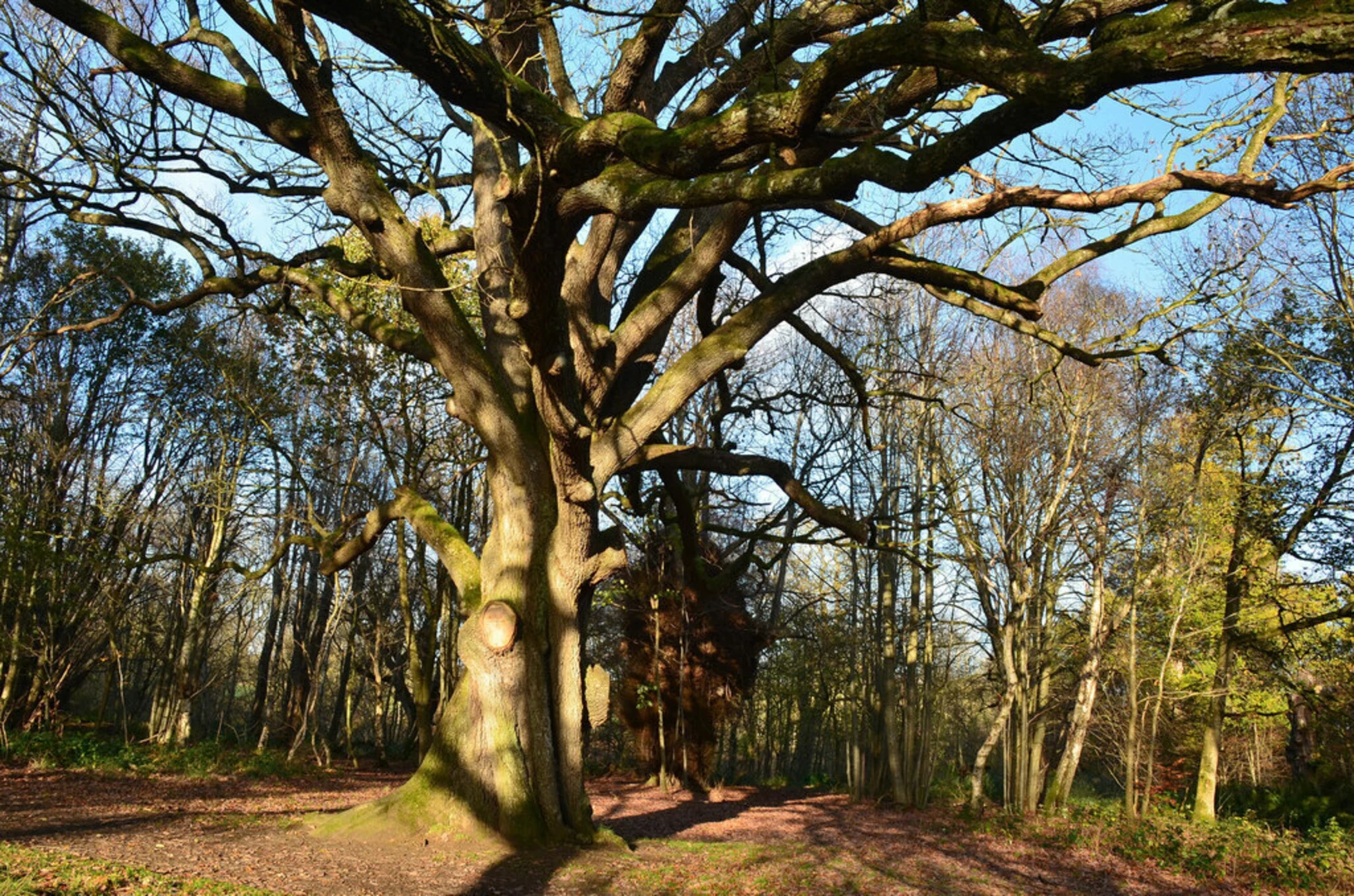 An image depicting the trail Vogrie Country Park Loop and its surrounding area.