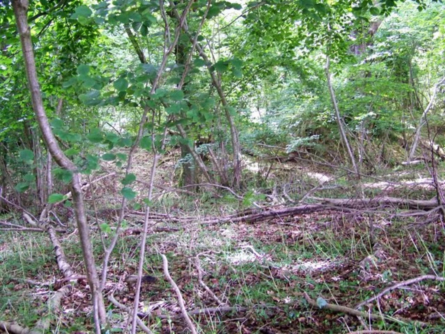 An image depicting the trail Sixpenny Handley and Deanland Loop via Chase Woods and its surrounding area.