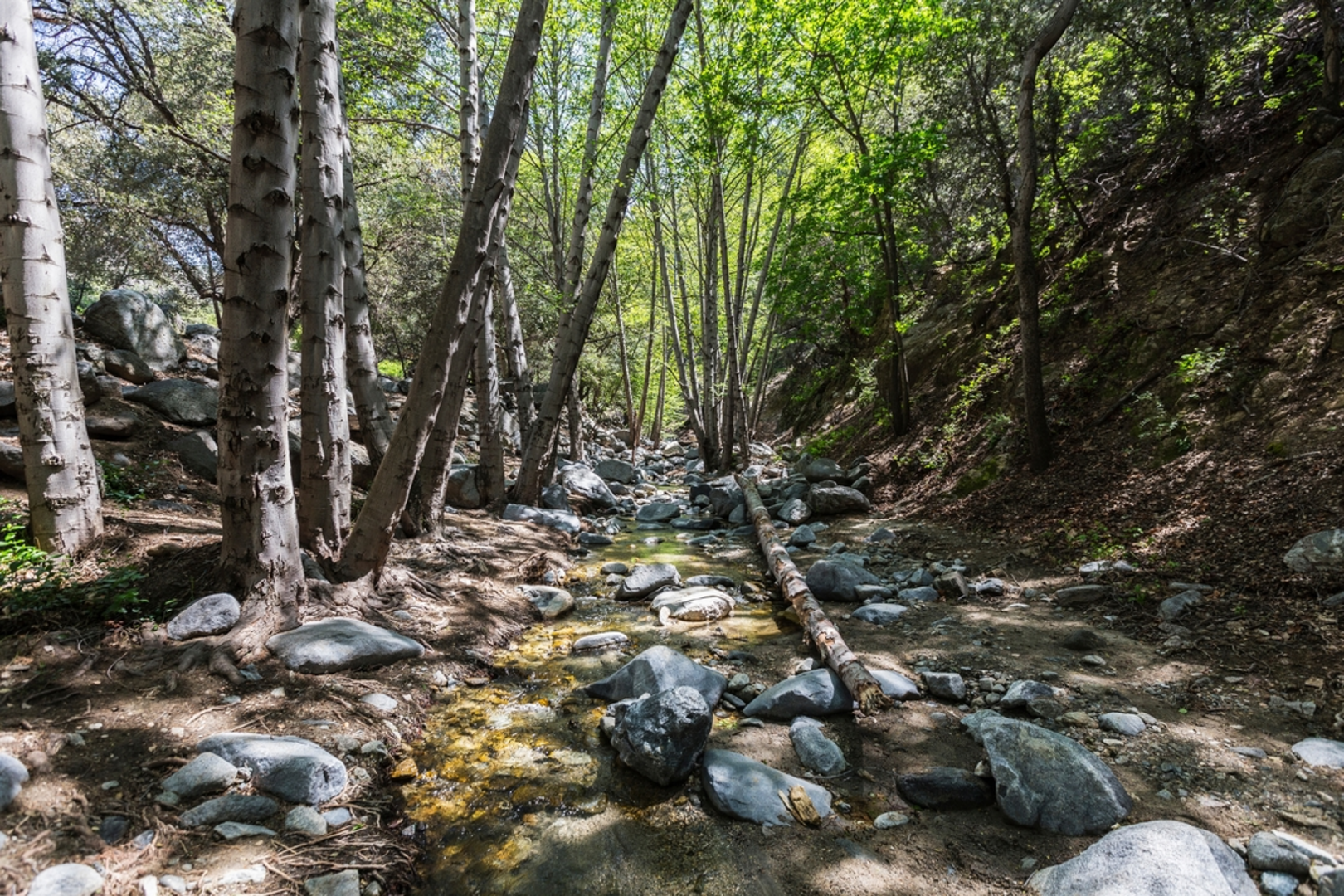 An image depicting the trail Arroyo Seco Loop and its surrounding area.