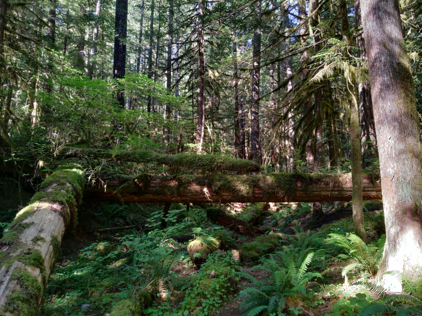 An image depicting the trail Salmon Butte Trail and its surrounding area.