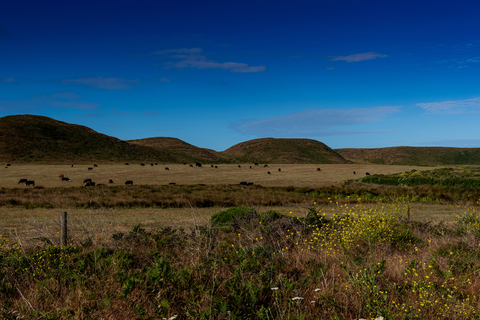 An image depicting the trail Abbotts Lagoon Trail and its surrounding area.