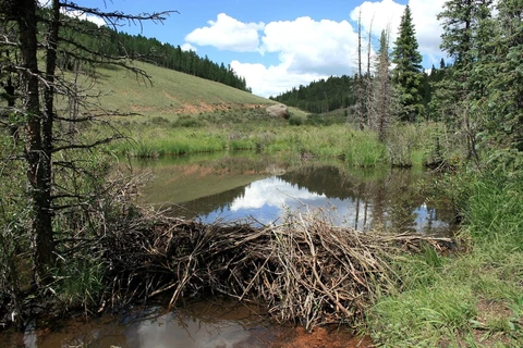 An image depicting the trail Beaver Dam Trail and its surrounding area.