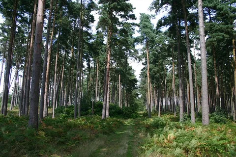 An image depicting the trail Goodmerhill Wood, Warren Wood, Worley Wood via Cradle Footpath and its surrounding area.