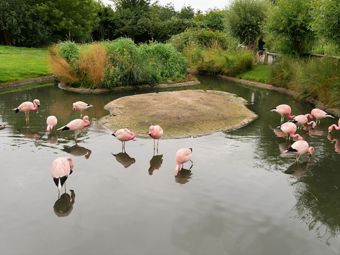 An image depicting the trail Slimbridge Wetland Centre Loop and its surrounding area.