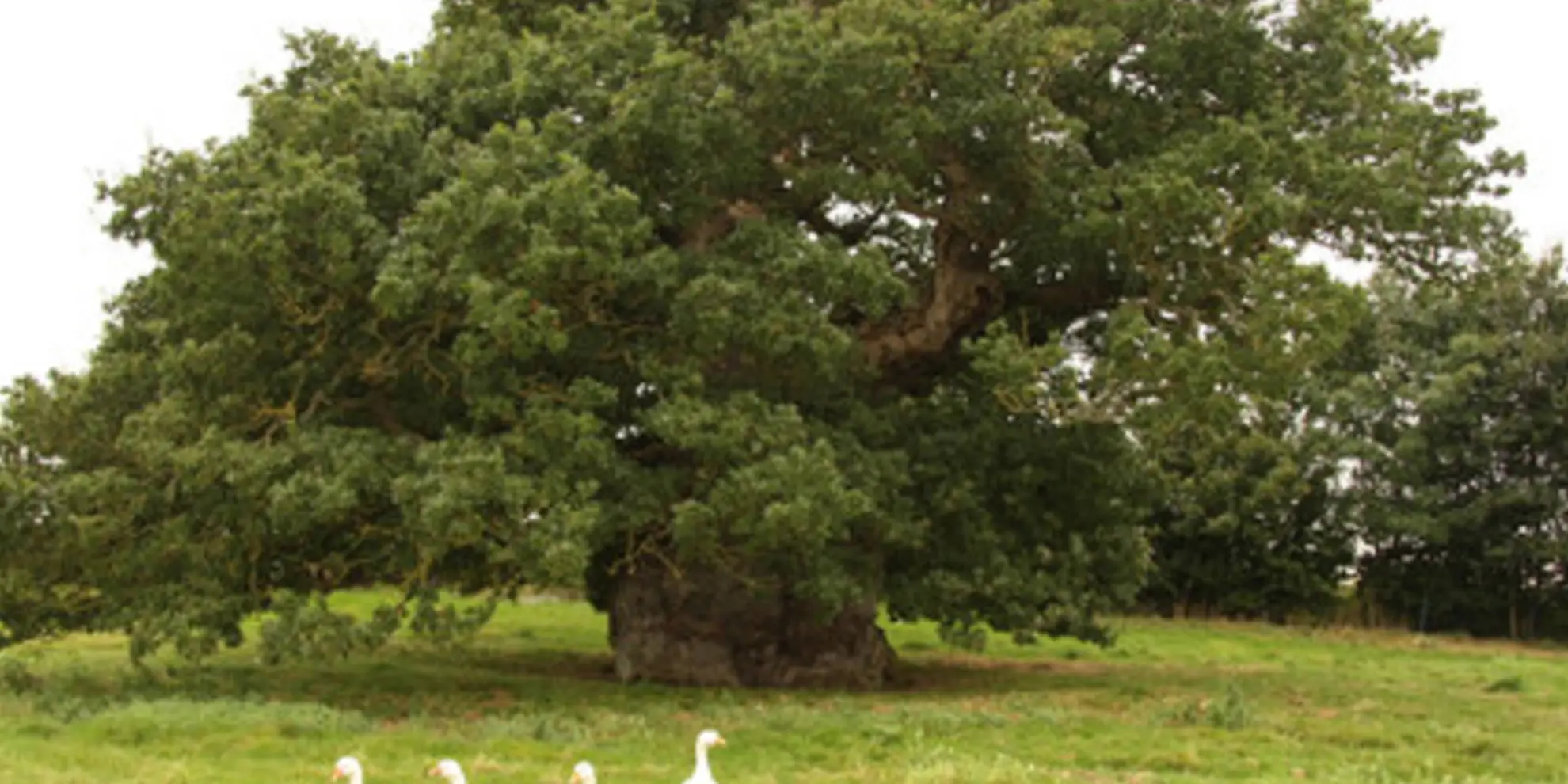 An image depicting the trail Bowthorpe Oak from Witham on the Hill and its surrounding area.