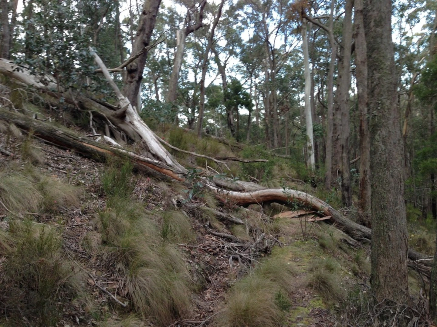 An image depicting the trail Yankee Creek Trail and its surrounding area.