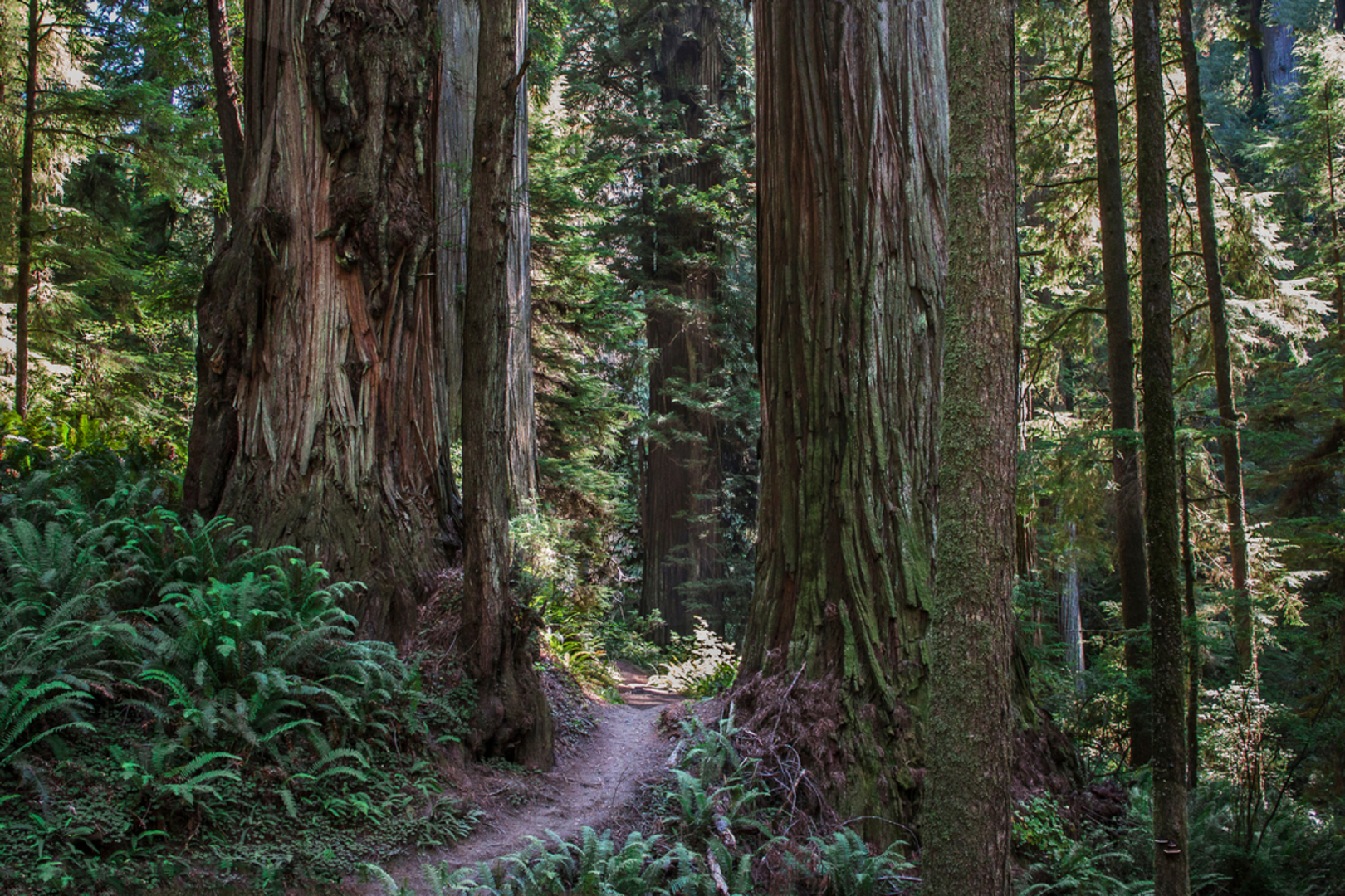 An image depicting the trail Fern Falls via Boy Scout Tree Trail and its surrounding area.