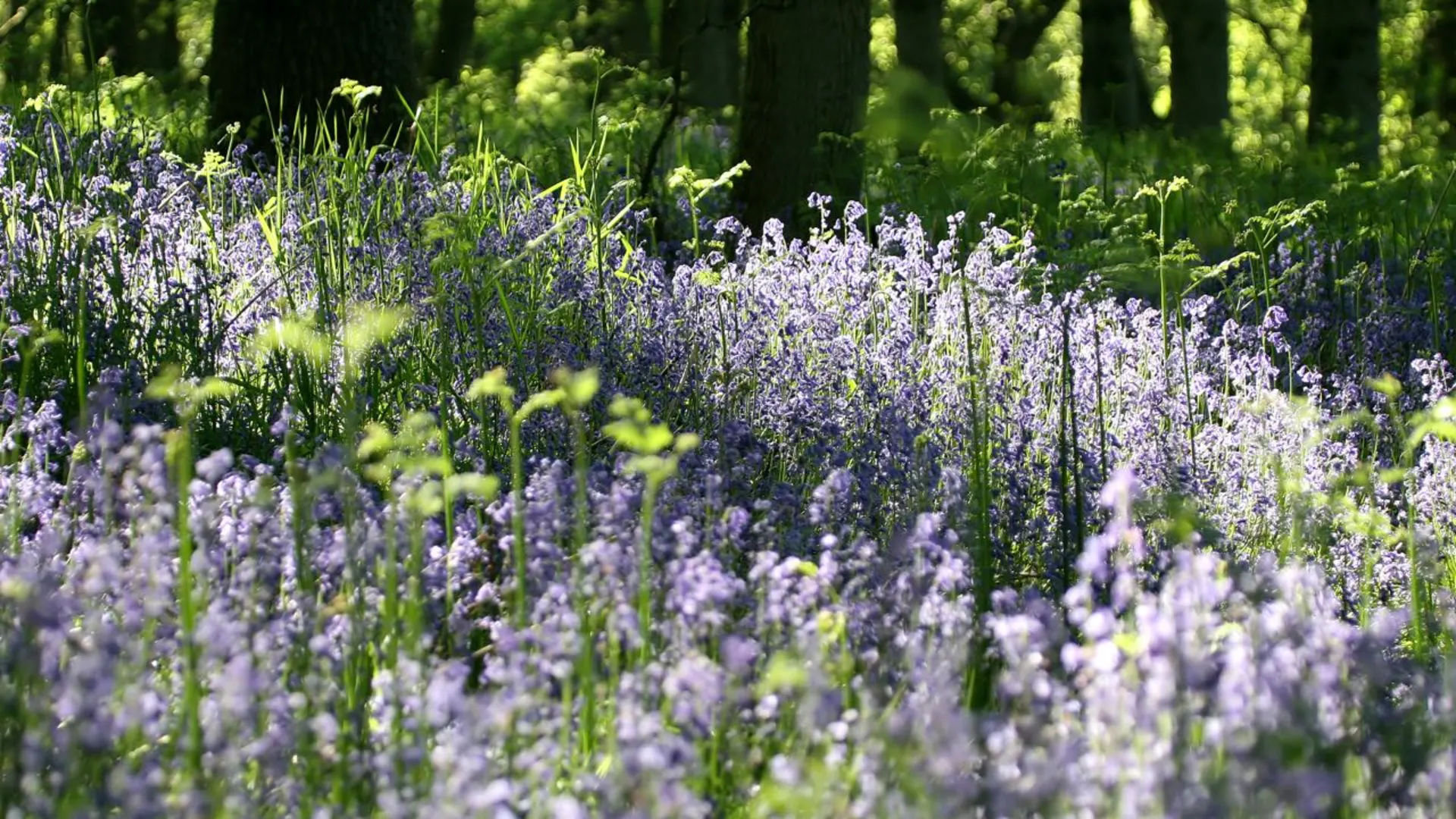 An image depicting the trail Cateran Trail and its surrounding area.