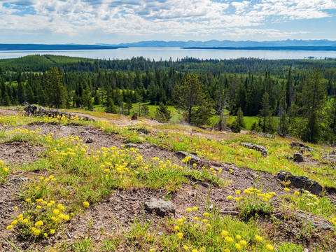 An image depicting the trail Yellowstone Lake Overlook Trail and its surrounding area.