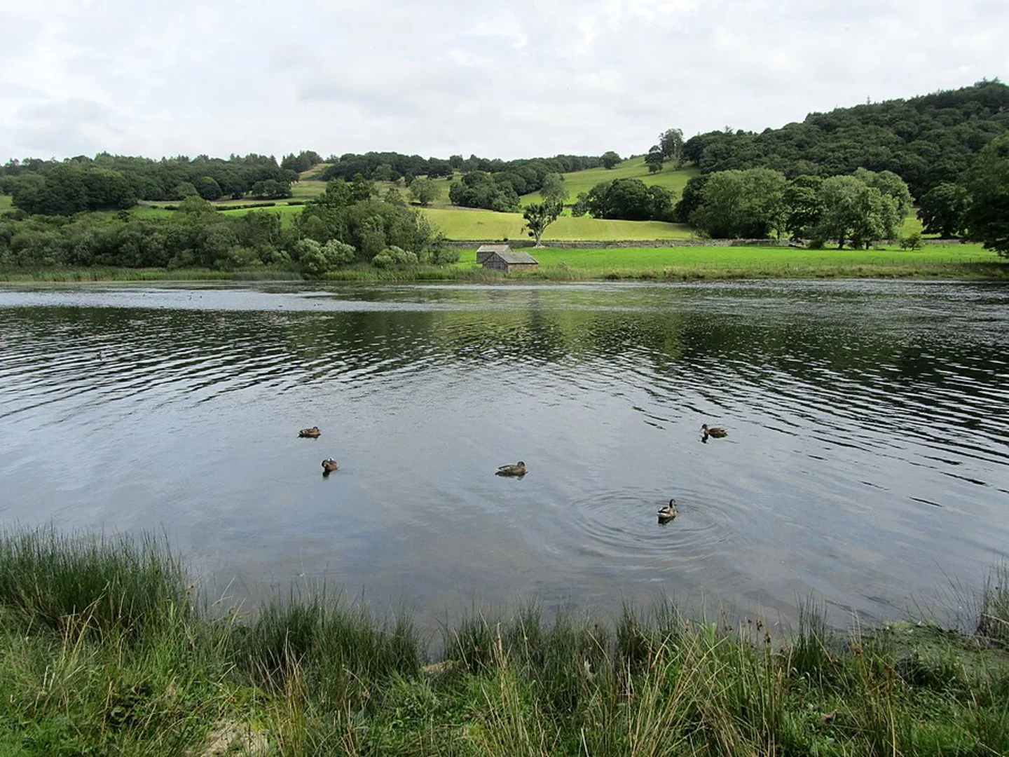 An image depicting the trail Grizedale Forest and Esthwaite Water Loop and its surrounding area.