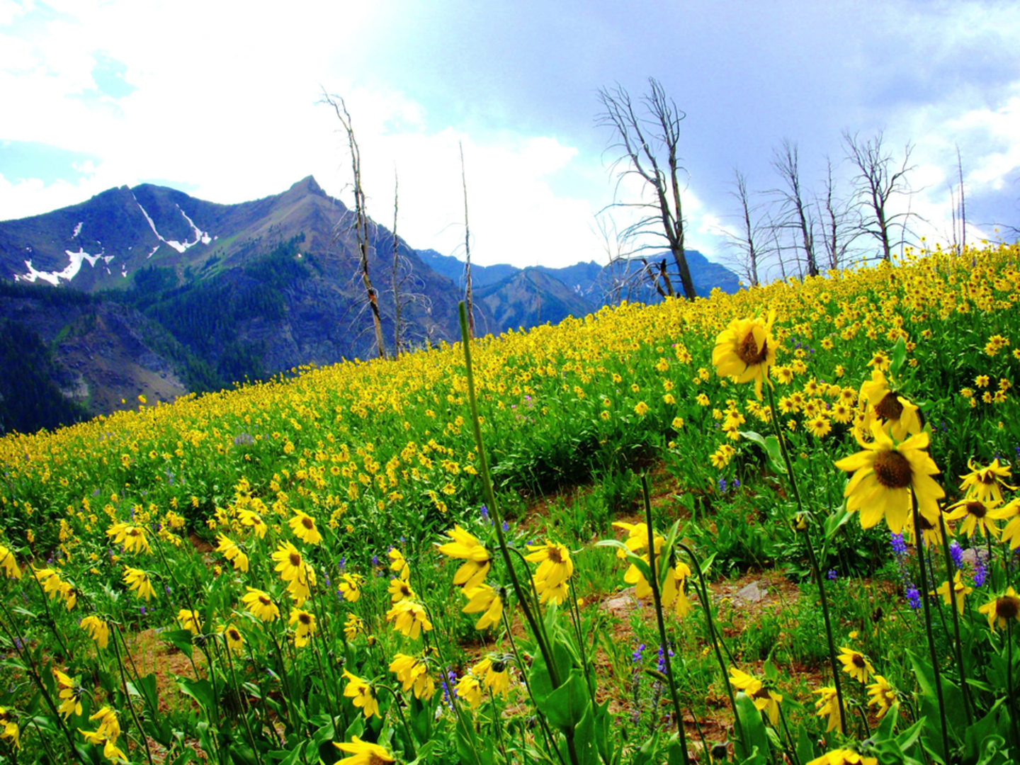 An image depicting the trail Russell Creek Trail and its surrounding area.