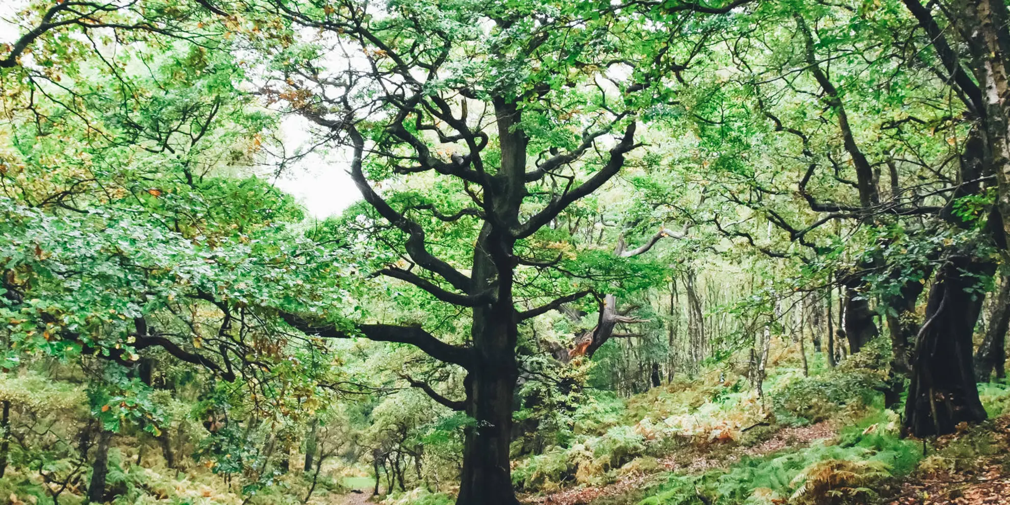 An image depicting the trail Brocton from Walton-on-the-Hill and its surrounding area.